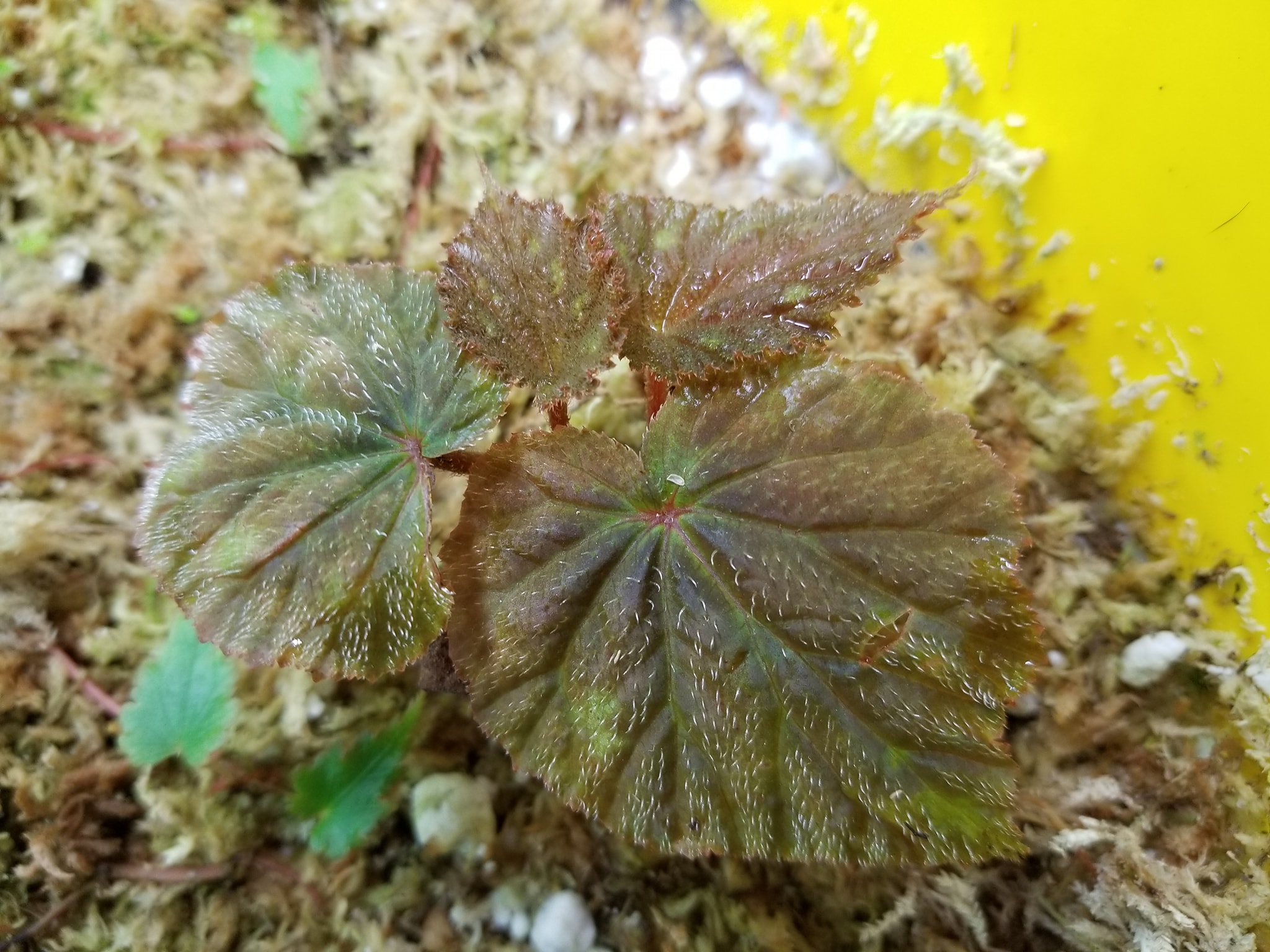 B. lugonis